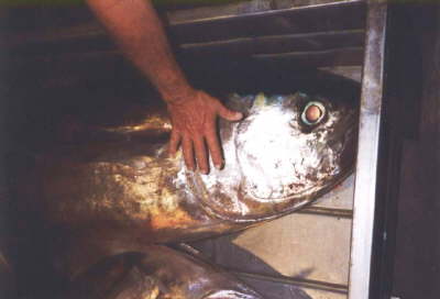 Gomera6